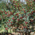 akar lada sichuan hijau